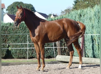 Bavarois, Hongre, 7 Ans, 178 cm, Alezan