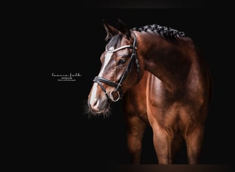 Bavarois, Hongre, 8 Ans, Bai