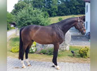 Bavarois, Hongre, 9 Ans, 172 cm, Bai brun