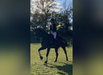Bavarois, Jument, 13 Ans, 168 cm, Noir