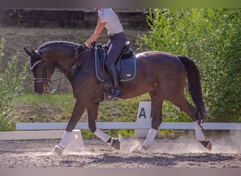 Bavarois, Jument, 13 Ans, 168 cm, Noir