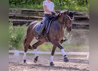 Bavarois, Jument, 13 Ans, 168 cm, Noir