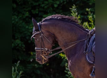 Bavarois, Jument, 13 Ans, 168 cm, Noir