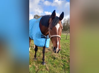 Bavarois, Jument, 13 Ans, 170 cm, Bai