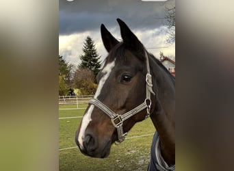 Bavarois, Jument, 14 Ans, 168 cm, Bai brun