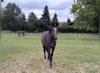 Bavarois, Jument, 14 Ans, 168 cm, Bai brun