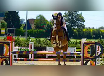 Bavarois, Jument, 14 Ans, 178 cm, Alezan
