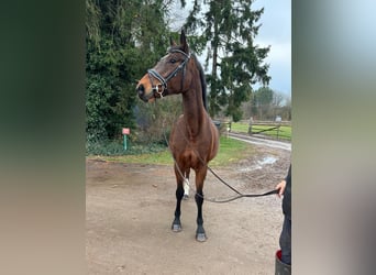 Bavarois, Jument, 15 Ans, 167 cm, Bai