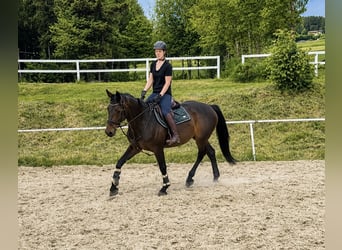 Bavarois, Jument, 15 Ans, 170 cm, Bai brun