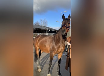 Bavarois, Jument, 15 Ans, 170 cm, Bai brun
