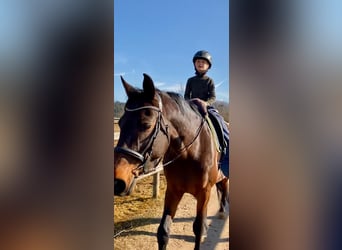 Bavarois, Jument, 15 Ans, 176 cm, Bai