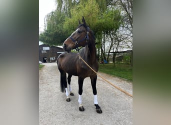 Bavarois, Jument, 16 Ans, 171 cm, Bai