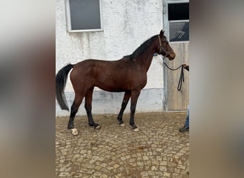 Bavarois, Jument, 17 Ans, 165 cm, Bai clair