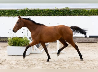 Bavarois, Jument, 3 Ans, 154 cm, Bai