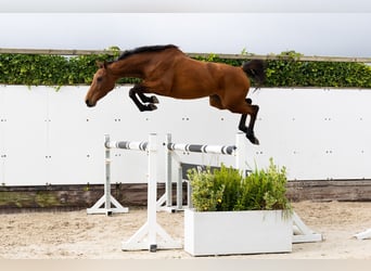 Bavarois, Jument, 3 Ans, 154 cm, Bai