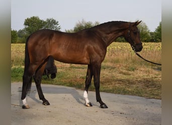 Bavarois, Jument, 3 Ans, 166 cm, Bai