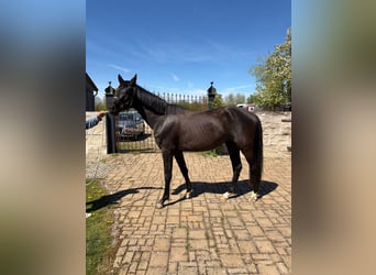 Bavarois, Jument, 3 Ans, 170 cm, Noir