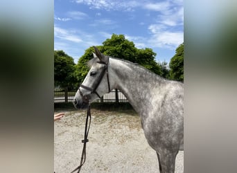 Bavarois, Jument, 4 Ans, 159 cm, Gris