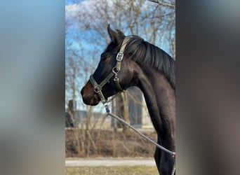 Bavarois, Jument, 4 Ans, 166 cm, Bai brun foncé