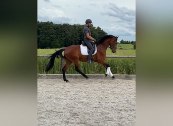 Bavarois, Jument, 4 Ans, 166 cm, Bai