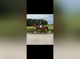 Bavarois, Jument, 4 Ans, 166 cm, Bai
