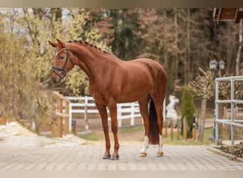 Bavarois, Jument, 5 Ans, 166 cm, Alezan brûlé