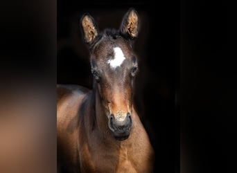 Bavarois, Jument, 5 Ans, 170 cm, Bai brun foncé