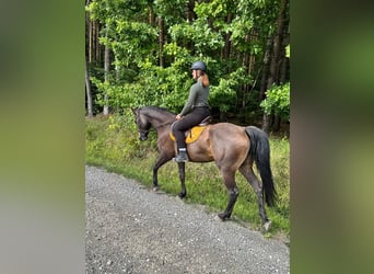Bavarois Croisé, Jument, 6 Ans, 163 cm, Bai brun