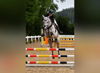 Bavarois, Jument, 6 Ans, 163 cm, Gris pommelé