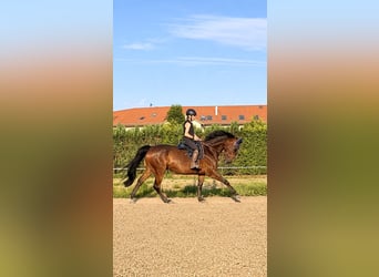Bavarois, Jument, 7 Ans, 166 cm, Bai brun
