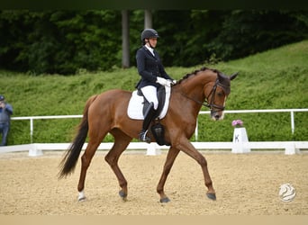 Bawarski koń gorącokrwisty, Klacz, 10 lat, 169 cm, Kasztanowata