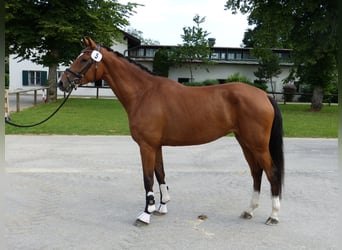 Bawarski koń gorącokrwisty, Klacz, 10 lat, 170 cm, Gniada