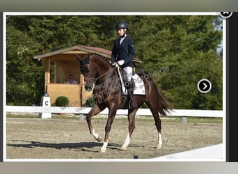 Bawarski koń gorącokrwisty, Klacz, 11 lat, 165 cm, Ciemnokasztanowata