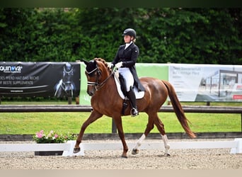 Bawarski koń gorącokrwisty, Klacz, 11 lat, 165 cm, Kasztanowata