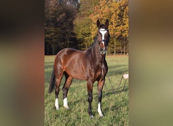 Bawarski koń gorącokrwisty, Klacz, 11 lat, 167 cm, Gniada