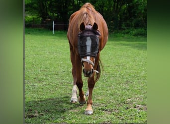 Bawarski koń gorącokrwisty, Klacz, 12 lat, 163 cm, Ciemnokasztanowata