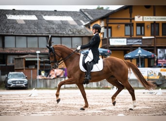 Bawarski koń gorącokrwisty, Klacz, 12 lat, 163 cm, Ciemnokasztanowata