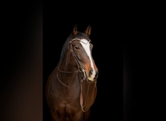Bawarski koń gorącokrwisty, Klacz, 12 lat, 164 cm, Gniada