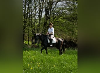 Bawarski koń gorącokrwisty, Klacz, 12 lat, 164 cm, Kara