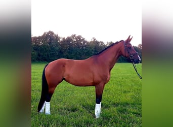 Bawarski koń gorącokrwisty, Klacz, 12 lat, 170 cm, Gniada