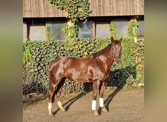 Bawarski koń gorącokrwisty, Klacz, 13 lat, 168 cm, Ciemnokasztanowata