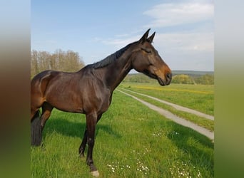 Bawarski koń gorącokrwisty, Klacz, 13 lat, 170 cm, Ciemnogniada