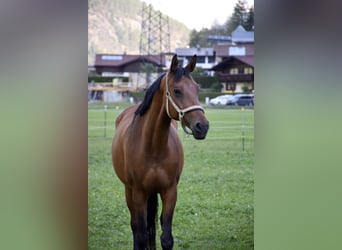 Bawarski koń gorącokrwisty, Klacz, 13 lat, 172 cm, Gniada