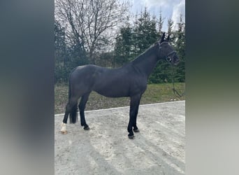Bawarski koń gorącokrwisty, Klacz, 13 lat, 173 cm, Kara