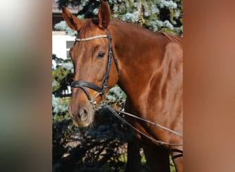 Bawarski koń gorącokrwisty, Klacz, 13 lat, 175 cm, Kasztanowata