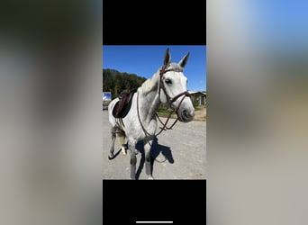 Bawarski koń gorącokrwisty, Klacz, 13 lat, Siwa jabłkowita