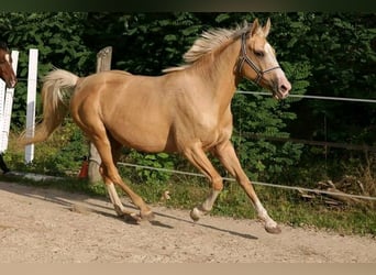 Bawarski koń gorącokrwisty, Klacz, 14 lat, 160 cm, Izabelowata