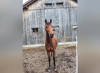 Bawarski koń gorącokrwisty, Klacz, 14 lat, 160 cm, Jasnogniada