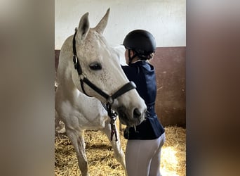 Bawarski koń gorącokrwisty, Klacz, 14 lat, 160 cm, Siwa jabłkowita