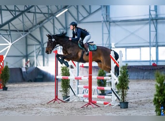 Bawarski koń gorącokrwisty, Klacz, 14 lat, 164 cm, Gniada